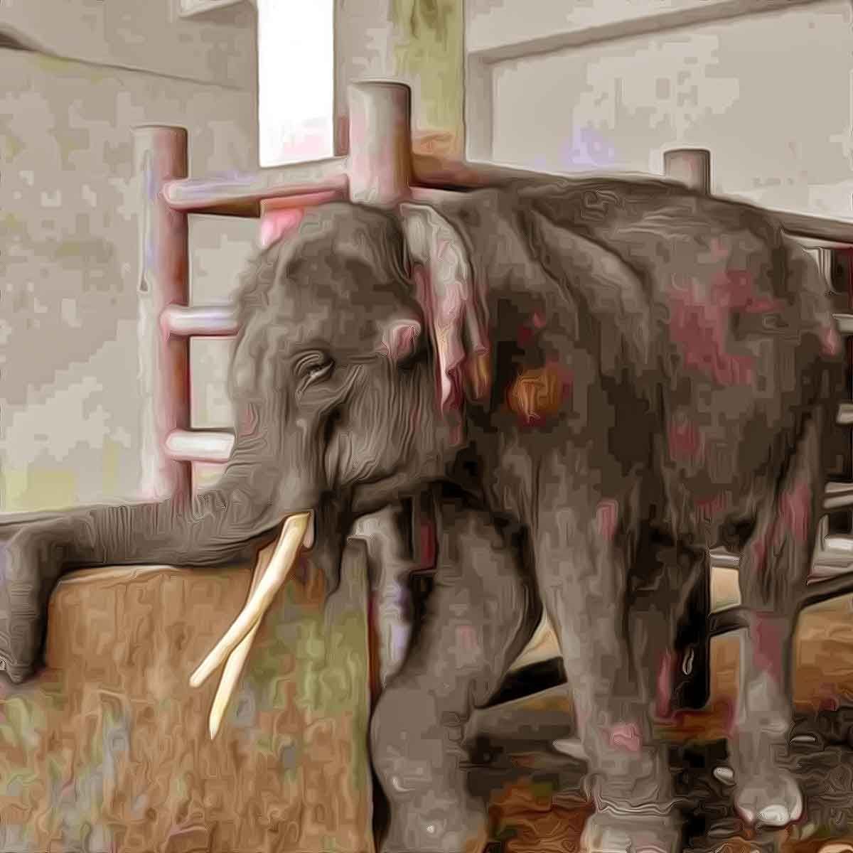 Assam govt sends high-level committee to Tamil Nadu to bring back the elephant Joymala after video of her brutal torture went viral