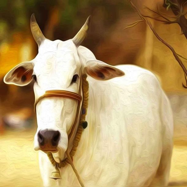 Uttar Pradesh: Shahabuddin rapes cow in broad daylight in Ayodhya, arrested after videos shared with police