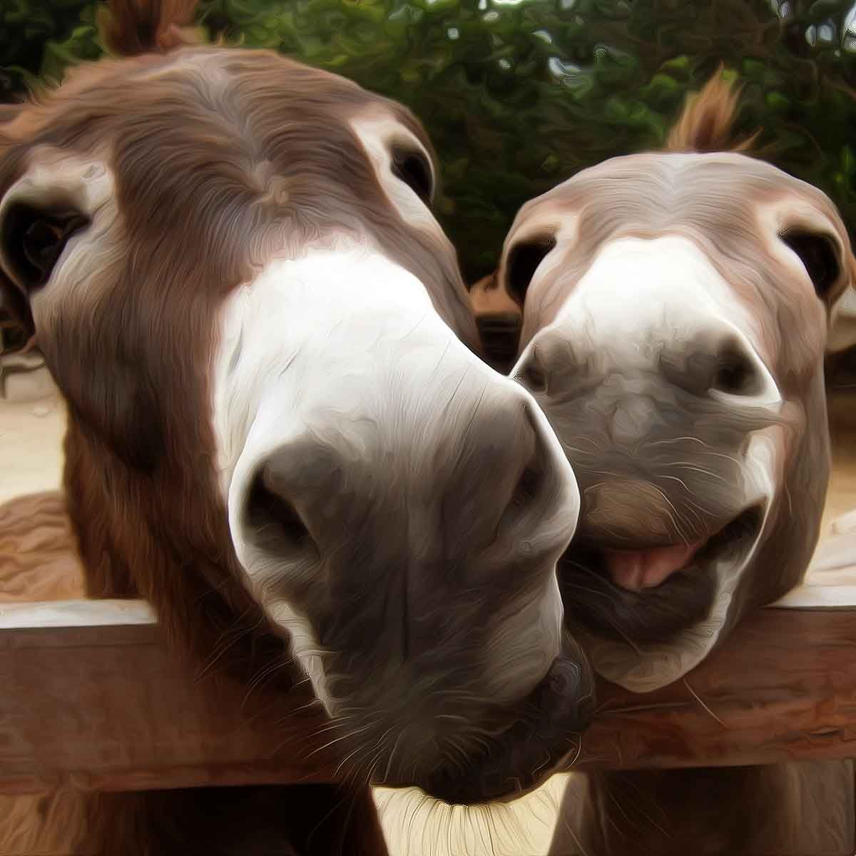 China 'keen' on importing donkeys, dogs from Pakistan