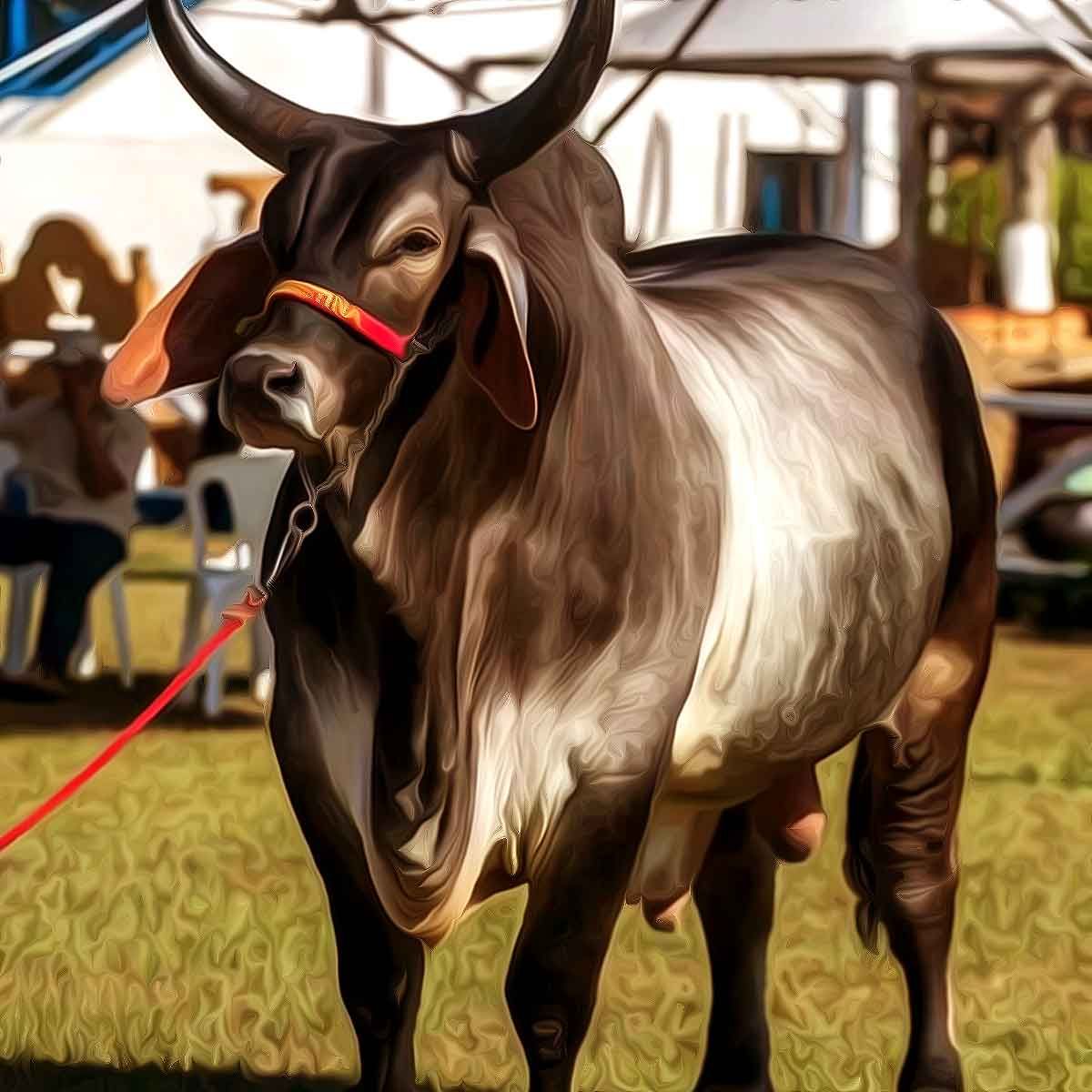 Rs.1 crore offered for prized Hallikar breed bull in Karnataka