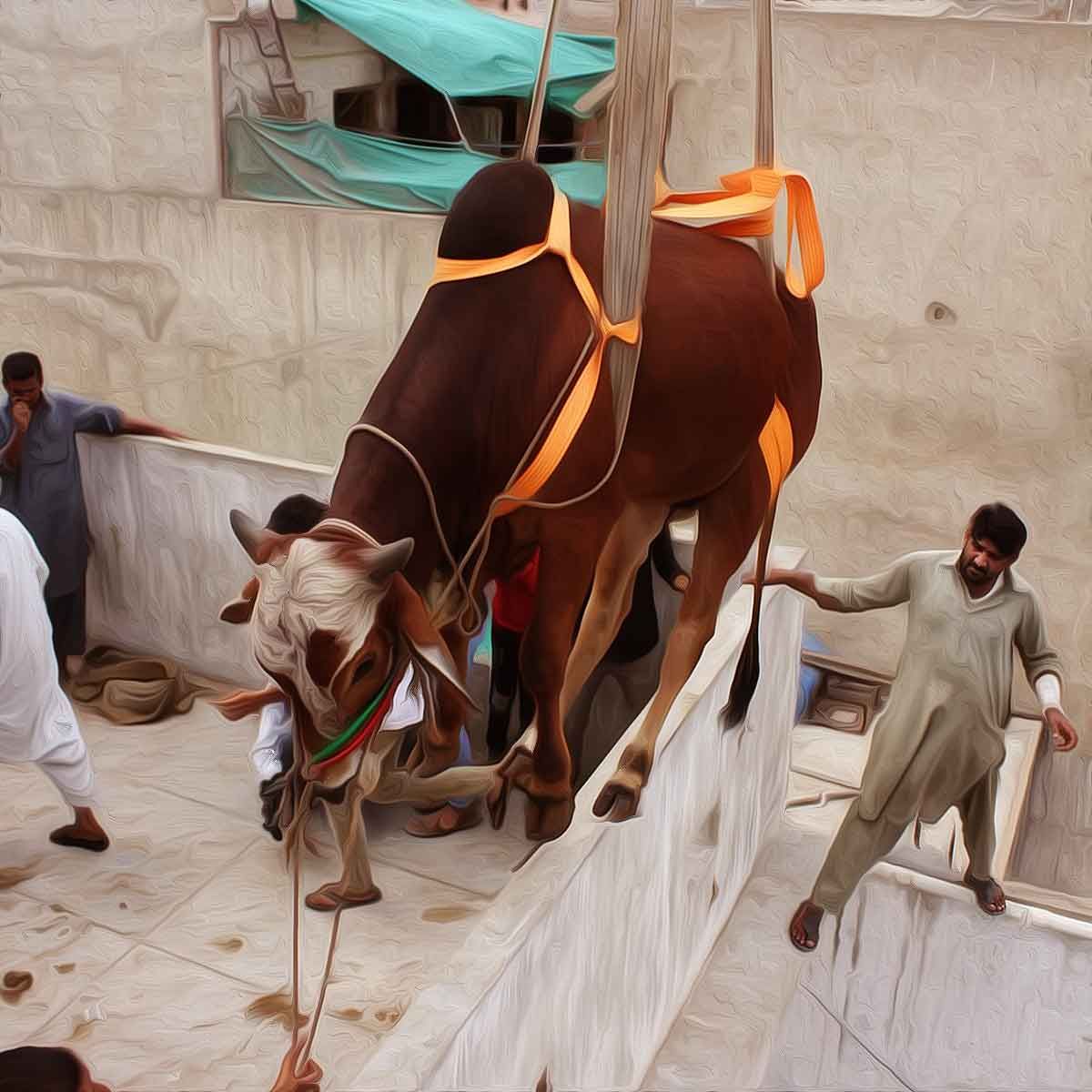 Cow for slaughter raised from rooftop ahead of Eid-al-Adha