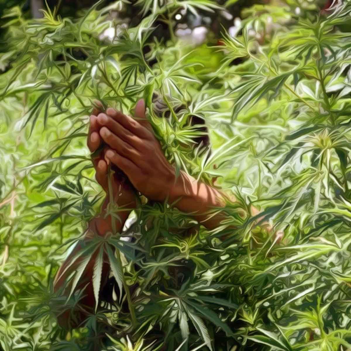 Narcotics Bureau destroys 12,900 bighas of illicit ganja in Himachal to crush drug menace