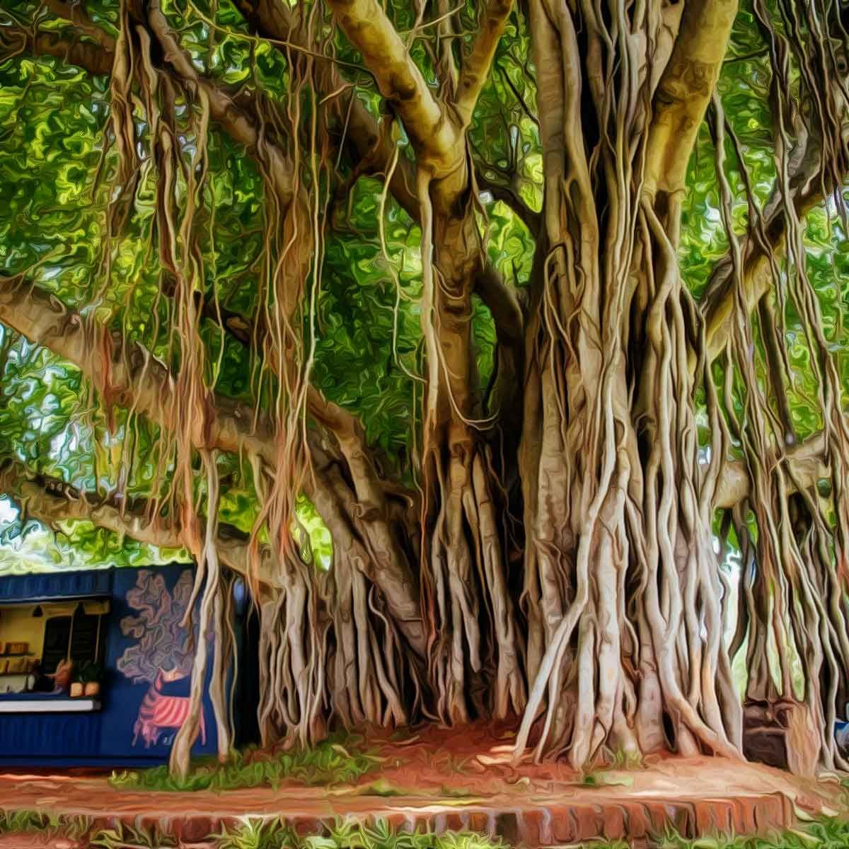 Great Banyan Tree