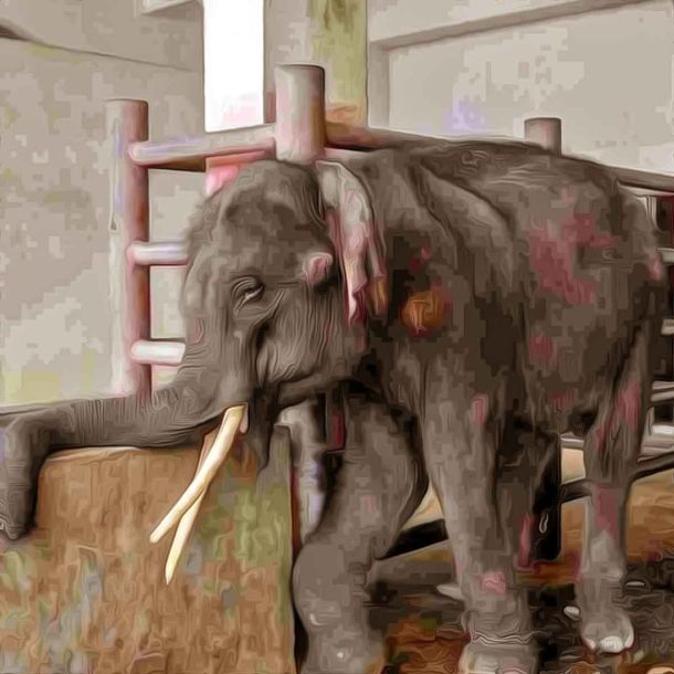 Assam govt sends high-level committee to Tamil Nadu to bring back the elephant Joymala after video of her brutal torture went viral